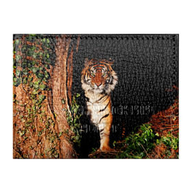 Обложка для студенческого билета с принтом Тигр в Петрозаводске, натуральная кожа | Размер: 11*8 см; Печать на всей внешней стороне | дикая кошка | лес | природа | тигр | хищник