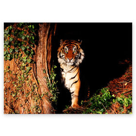 Поздравительная открытка с принтом Тигр в Петрозаводске, 100% бумага | плотность бумаги 280 г/м2, матовая, на обратной стороне линовка и место для марки
 | Тематика изображения на принте: дикая кошка | лес | природа | тигр | хищник