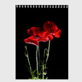 Скетчбук с принтом Маки в Петрозаводске, 100% бумага
 | 48 листов, плотность листов — 100 г/м2, плотность картонной обложки — 250 г/м2. Листы скреплены сверху удобной пружинной спиралью | background | black | flowers | poppies | poppy | red | wild | красные | мак | маки | полевые | фон | цветы | черный