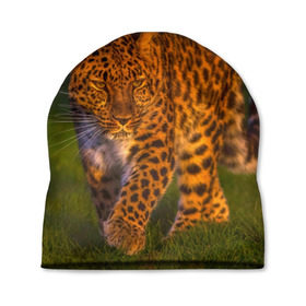 Шапка 3D с принтом Дальневосточный леопард в Петрозаводске, 100% полиэстер | универсальный размер, печать по всей поверхности изделия | Тематика изображения на принте: 