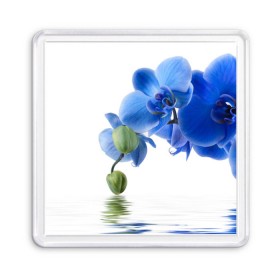 Магнит 55*55 с принтом Веточка орхидеи в Петрозаводске, Пластик | Размер: 65*65 мм; Размер печати: 55*55 мм | ветка | красота | нежность | орхидея | природа | растение | фауна | цветок | цветы