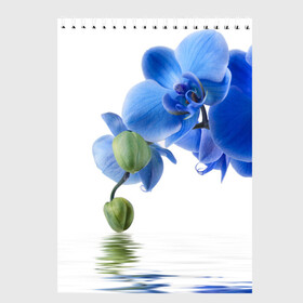 Скетчбук с принтом Веточка орхидеи в Петрозаводске, 100% бумага
 | 48 листов, плотность листов — 100 г/м2, плотность картонной обложки — 250 г/м2. Листы скреплены сверху удобной пружинной спиралью | ветка | красота | нежность | орхидея | природа | растение | фауна | цветок | цветы