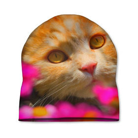 Шапка 3D с принтом Кошечка в Петрозаводске, 100% полиэстер | универсальный размер, печать по всей поверхности изделия | животные | кот | кошка | милая | рыжий