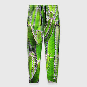 Мужские брюки 3D с принтом Кактус в Петрозаводске, 100% полиэстер | манжеты по низу, эластичный пояс регулируется шнурком, по бокам два кармана без застежек, внутренняя часть кармана из мелкой сетки | кактус | колючки | прикольные картинки | природа | цветочки | цветы