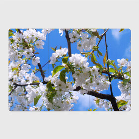 Магнитный плакат 3Х2 с принтом Вишнёвый цвет в Петрозаводске, Полимерный материал с магнитным слоем | 6 деталей размером 9*9 см | весна | вишня | лепестки | прикольные картинки | цветение | цветы