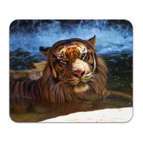 Коврик прямоугольный с принтом Тигр в Петрозаводске, натуральный каучук | размер 230 х 185 мм; запечатка лицевой стороны | Тематика изображения на принте: вода | дикая кошка | природа | тигр | хищник