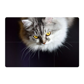 Магнитный плакат 3Х2 с принтом Жёлтые глаза в Петрозаводске, Полимерный материал с магнитным слоем | 6 деталей размером 9*9 см | взгляд | глаза | голова животного | киска | кот | котёнок | кошка | прикольные картинки