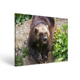 Холст прямоугольный с принтом Росомаха в Петрозаводске, 100% ПВХ |  | Тематика изображения на принте: животные | лес | медведи | охота | природа | туризм
