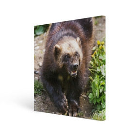 Холст квадратный с принтом Росомаха в Петрозаводске, 100% ПВХ |  | животные | лес | медведи | охота | природа | туризм