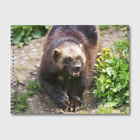 Альбом для рисования с принтом Росомаха в Петрозаводске, 100% бумага
 | матовая бумага, плотность 200 мг. | животные | лес | медведи | охота | природа | туризм