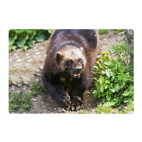 Магнитный плакат 3Х2 с принтом Росомаха в Петрозаводске, Полимерный материал с магнитным слоем | 6 деталей размером 9*9 см | животные | лес | медведи | охота | природа | туризм