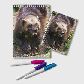 Блокнот с принтом Росомаха в Петрозаводске, 100% бумага | 48 листов, плотность листов — 60 г/м2, плотность картонной обложки — 250 г/м2. Листы скреплены удобной пружинной спиралью. Цвет линий — светло-серый
 | животные | лес | медведи | охота | природа | туризм