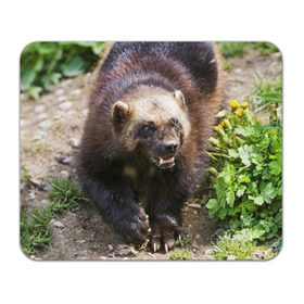 Коврик прямоугольный с принтом Росомаха в Петрозаводске, натуральный каучук | размер 230 х 185 мм; запечатка лицевой стороны | Тематика изображения на принте: животные | лес | медведи | охота | природа | туризм