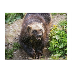 Обложка для студенческого билета с принтом Росомаха в Петрозаводске, натуральная кожа | Размер: 11*8 см; Печать на всей внешней стороне | животные | лес | медведи | охота | природа | туризм