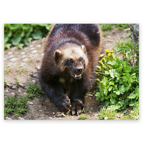 Поздравительная открытка с принтом Росомаха в Петрозаводске, 100% бумага | плотность бумаги 280 г/м2, матовая, на обратной стороне линовка и место для марки
 | животные | лес | медведи | охота | природа | туризм