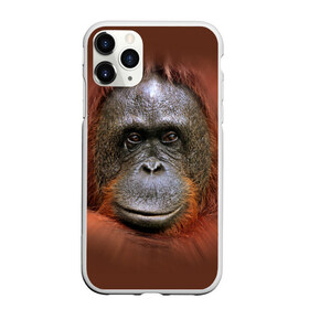 Чехол для iPhone 11 Pro Max матовый с принтом Обезьяна в Петрозаводске, Силикон |  | животные | о.м.с.к. | обезьяна | орангутанг