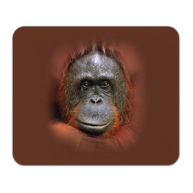 Коврик прямоугольный с принтом Обезьяна в Петрозаводске, натуральный каучук | размер 230 х 185 мм; запечатка лицевой стороны | животные | о.м.с.к. | обезьяна | орангутанг