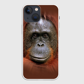 Чехол для iPhone 13 mini с принтом Обезьяна в Петрозаводске,  |  | животные | о.м.с.к. | обезьяна | орангутанг