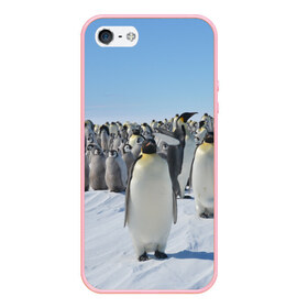 Чехол для iPhone 5/5S матовый с принтом Пингвины в Петрозаводске, Силикон | Область печати: задняя сторона чехла, без боковых панелей | пингвин