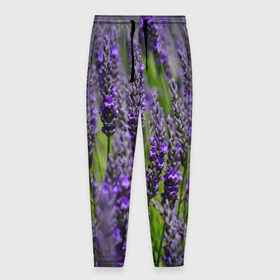 Мужские брюки 3D с принтом Лаванда в Петрозаводске, 100% полиэстер | манжеты по низу, эластичный пояс регулируется шнурком, по бокам два кармана без застежек, внутренняя часть кармана из мелкой сетки | зеленый | зелень | лаванда | лето | поле | природа | синий | цветы