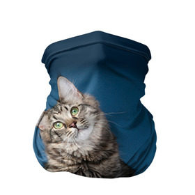Бандана-труба 3D с принтом Мейн-кун 2 в Петрозаводске, 100% полиэстер, ткань с особыми свойствами — Activecool | плотность 150‒180 г/м2; хорошо тянется, но сохраняет форму | кот | котенок | котик | котэ | кошка | мейн кун | мейнкун | мэйн кун | мэйнкун