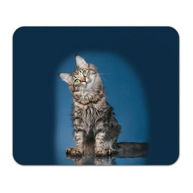 Коврик прямоугольный с принтом Мейн-кун 2 в Петрозаводске, натуральный каучук | размер 230 х 185 мм; запечатка лицевой стороны | кот | котенок | котик | котэ | кошка | мейн кун | мейнкун | мэйн кун | мэйнкун
