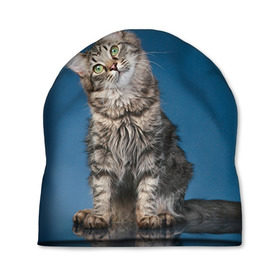 Шапка 3D с принтом Мейн-кун 2 в Петрозаводске, 100% полиэстер | универсальный размер, печать по всей поверхности изделия | кот | котенок | котик | котэ | кошка | мейн кун | мейнкун | мэйн кун | мэйнкун