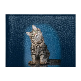 Обложка для студенческого билета с принтом Мейн-кун 2 в Петрозаводске, натуральная кожа | Размер: 11*8 см; Печать на всей внешней стороне | кот | котенок | котик | котэ | кошка | мейн кун | мейнкун | мэйн кун | мэйнкун