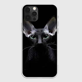 Чехол для iPhone 12 Pro с принтом Сфинкс 2 в Петрозаводске, силикон | область печати: задняя сторона чехла, без боковых панелей | кот | котенок | котик | котэ | кошка | сфинкс