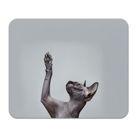 Коврик прямоугольный с принтом Сфинкс 3 в Петрозаводске, натуральный каучук | размер 230 х 185 мм; запечатка лицевой стороны | Тематика изображения на принте: кот | котенок | котик | котэ | кошка | сфинкс