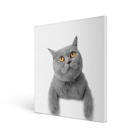 Холст квадратный с принтом Британец 2 в Петрозаводске, 100% ПВХ |  | Тематика изображения на принте: британец | британская | британцы | кот | котенок | котик | котэ | кошка