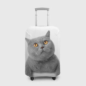 Чехол для чемодана 3D с принтом Британец 2 в Петрозаводске, 86% полиэфир, 14% спандекс | двустороннее нанесение принта, прорези для ручек и колес | британец | британская | британцы | кот | котенок | котик | котэ | кошка