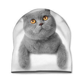 Шапка 3D с принтом Британец 2 в Петрозаводске, 100% полиэстер | универсальный размер, печать по всей поверхности изделия | Тематика изображения на принте: британец | британская | британцы | кот | котенок | котик | котэ | кошка