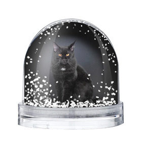 Снежный шар с принтом Мейн-кун 3 в Петрозаводске, Пластик | Изображение внутри шара печатается на глянцевой фотобумаге с двух сторон | кот | котенок | котик | котэ | кошка | мейн кун | мейнкун | мэйн кун | мэйнкун