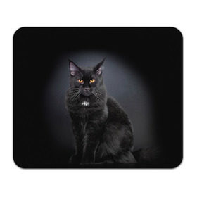 Коврик прямоугольный с принтом Мейн-кун 3 в Петрозаводске, натуральный каучук | размер 230 х 185 мм; запечатка лицевой стороны | кот | котенок | котик | котэ | кошка | мейн кун | мейнкун | мэйн кун | мэйнкун