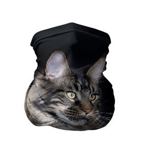 Бандана-труба 3D с принтом Мейн-кун 5 в Петрозаводске, 100% полиэстер, ткань с особыми свойствами — Activecool | плотность 150‒180 г/м2; хорошо тянется, но сохраняет форму | кот | котенок | котик | котэ | кошка | мейн кун | мейнкун | мэйн кун | мэйнкун