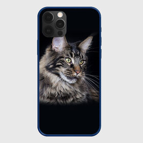 Чехол для iPhone 12 Pro с принтом Мейн-кун 5 в Петрозаводске, силикон | область печати: задняя сторона чехла, без боковых панелей | Тематика изображения на принте: кот | котенок | котик | котэ | кошка | мейн кун | мейнкун | мэйн кун | мэйнкун
