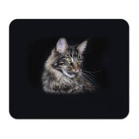 Коврик прямоугольный с принтом Мейн-кун 5 в Петрозаводске, натуральный каучук | размер 230 х 185 мм; запечатка лицевой стороны | кот | котенок | котик | котэ | кошка | мейн кун | мейнкун | мэйн кун | мэйнкун