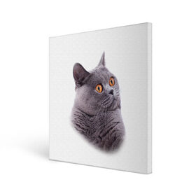 Холст квадратный с принтом Британец 5 в Петрозаводске, 100% ПВХ |  | Тематика изображения на принте: британец | британская | британцы | кот | котенок | котик | котэ | кошка
