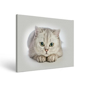 Холст прямоугольный с принтом Британец 6 в Петрозаводске, 100% ПВХ |  | Тематика изображения на принте: британец | британская | британцы | кот | котенок | котик | котэ | кошка