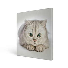 Холст квадратный с принтом Британец 6 в Петрозаводске, 100% ПВХ |  | британец | британская | британцы | кот | котенок | котик | котэ | кошка