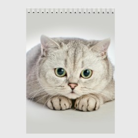 Скетчбук с принтом Британец 6 в Петрозаводске, 100% бумага
 | 48 листов, плотность листов — 100 г/м2, плотность картонной обложки — 250 г/м2. Листы скреплены сверху удобной пружинной спиралью | Тематика изображения на принте: британец | британская | британцы | кот | котенок | котик | котэ | кошка