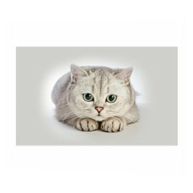 Бумага для упаковки 3D с принтом Британец 6 в Петрозаводске, пластик и полированная сталь | круглая форма, металлическое крепление в виде кольца | Тематика изображения на принте: британец | британская | британцы | кот | котенок | котик | котэ | кошка