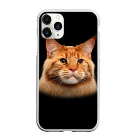 Чехол для iPhone 11 Pro Max матовый с принтом Мейн-кун 6 в Петрозаводске, Силикон |  | кот | котенок | котик | котэ | кошка | мейн кун | мейнкун | мэйн кун | мэйнкун