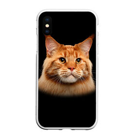 Чехол для iPhone XS Max матовый с принтом Мейн-кун 6 в Петрозаводске, Силикон | Область печати: задняя сторона чехла, без боковых панелей | кот | котенок | котик | котэ | кошка | мейн кун | мейнкун | мэйн кун | мэйнкун