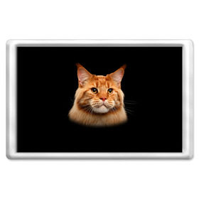 Магнит 45*70 с принтом Мейн-кун 6 в Петрозаводске, Пластик | Размер: 78*52 мм; Размер печати: 70*45 | Тематика изображения на принте: кот | котенок | котик | котэ | кошка | мейн кун | мейнкун | мэйн кун | мэйнкун