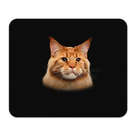 Коврик прямоугольный с принтом Мейн-кун 6 в Петрозаводске, натуральный каучук | размер 230 х 185 мм; запечатка лицевой стороны | Тематика изображения на принте: кот | котенок | котик | котэ | кошка | мейн кун | мейнкун | мэйн кун | мэйнкун