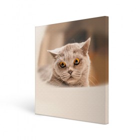 Холст квадратный с принтом Британец 7 в Петрозаводске, 100% ПВХ |  | Тематика изображения на принте: британец | британская | британцы | кот | котенок | котик | котэ | кошка