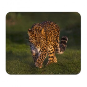 Коврик прямоугольный с принтом Дальневосточный леопард в Петрозаводске, натуральный каучук | размер 230 х 185 мм; запечатка лицевой стороны | Тематика изображения на принте: дикая кошка | леопард | природа | хищник