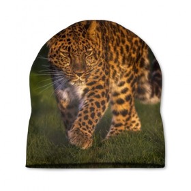 Шапка 3D с принтом Дальневосточный леопард в Петрозаводске, 100% полиэстер | универсальный размер, печать по всей поверхности изделия | дикая кошка | леопард | природа | хищник